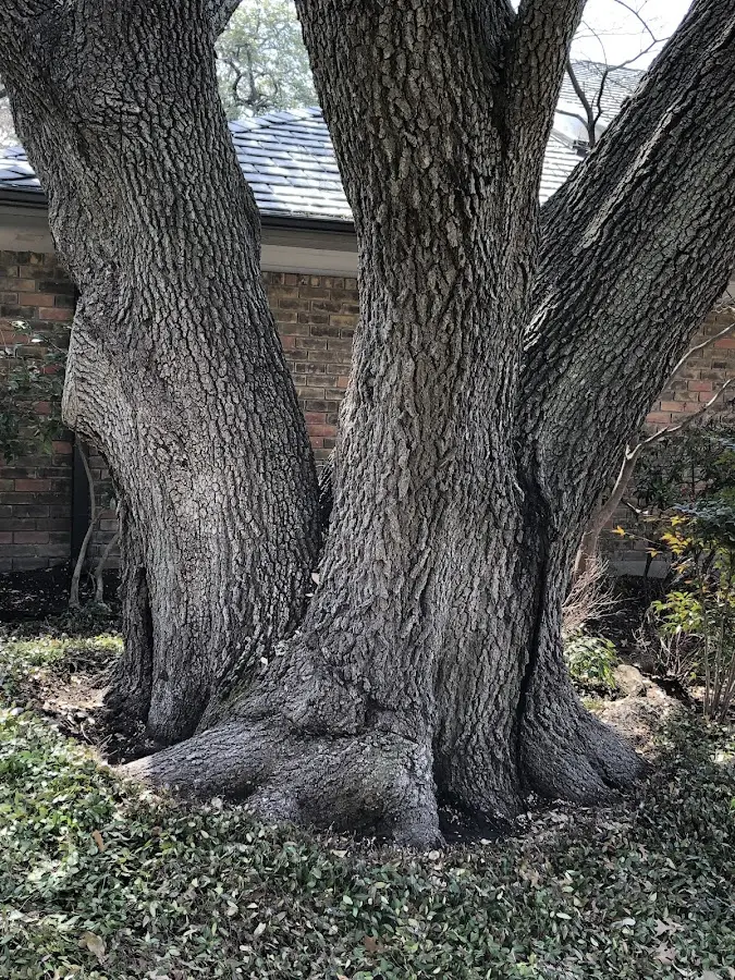 Mature heritage tree close to a Stanford property cared for by certified arborists