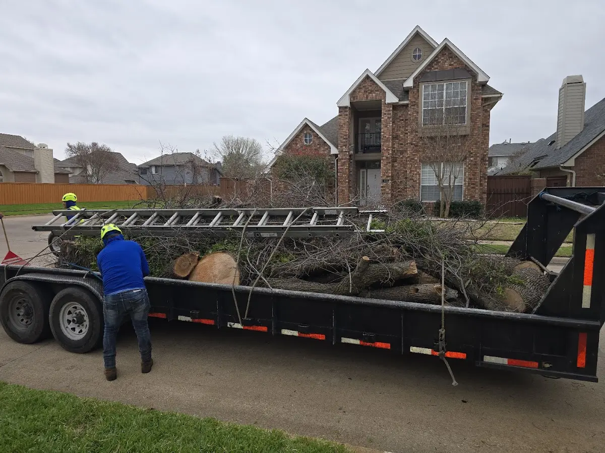 Expert Tree Fertilization with proper safety equipment in Stanford
